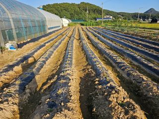 윤창기님의 배추 · 병해충상담 작성글 사진
