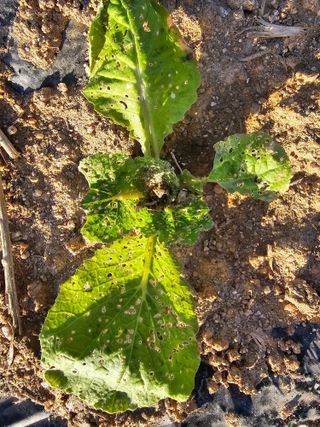 윤창기님의 배추 · 병해충상담 작성글 사진