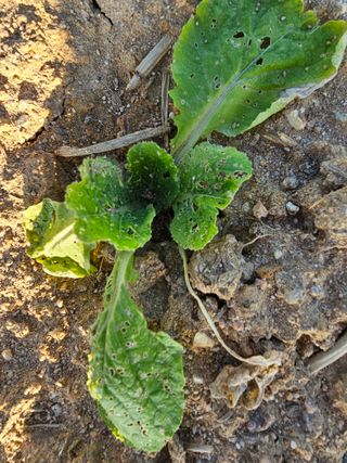 윤창기님의 배추 · 병해충상담 작성글 사진