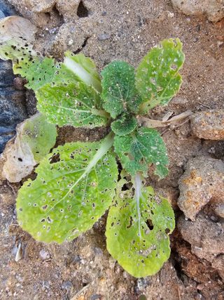 윤창기님의 배추 · 병해충상담 작성글 사진