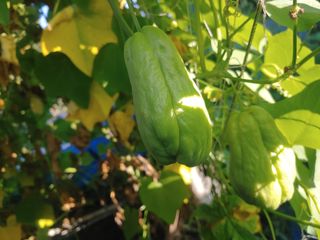 콩나라최여순님의 9월 내 작물 자랑하기 · 참여글 작성글 사진