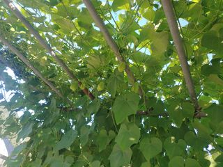 콩나라최여순님의 9월 내 작물 자랑하기 · 참여글 작성글 사진