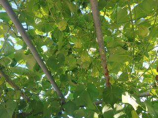 콩나라최여순님의 9월 내 작물 자랑하기 · 참여글 작성글 사진