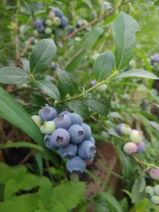 콩나라최여순님의 9월 내 작물 자랑하기 · 참여글 작성글 사진