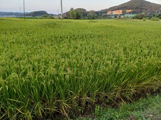 한재승님의 벼 · 영농일지 작성글 사진