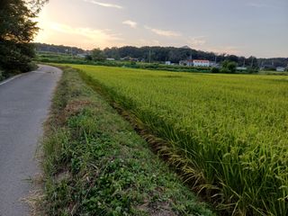 한재승님의 벼 · 영농일지 작성글 사진