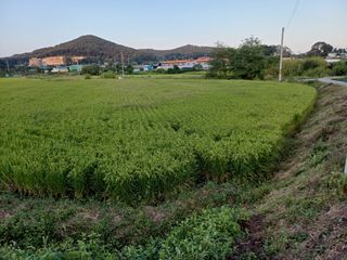 한재승님의 벼 · 영농일지 작성글 사진