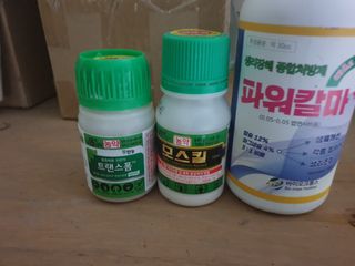 임훈택 님의 배추 · 영농일지 작성글 사진