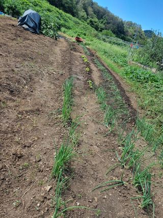 구평쿠키요정님의 고추 · 영농일지 작성글 사진