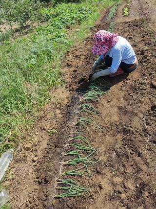 구평쿠키요정님의 고추 · 영농일지 작성글 사진