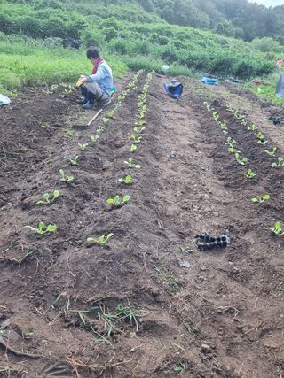 구평쿠키요정님의 고추 · 영농일지 작성글 사진
