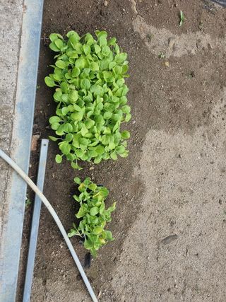 구평쿠키요정님의 고추 · 영농일지 작성글 사진