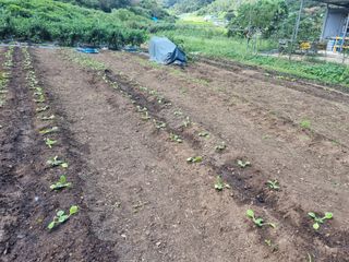 구평쿠키요정님의 고추 · 영농일지 작성글 사진