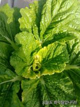 팜모닝 배추·병해충상담 게시글 이미지