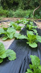 팜모닝 자유주제·자유게시판 게시글 이미지