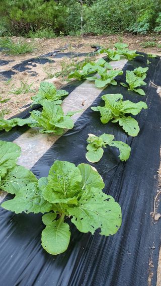 ♡5도2촌pys♡님의 자유주제 · 자유게시판 작성글 사진