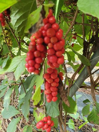 김기자(흰구름농원)님의 작성글 사진