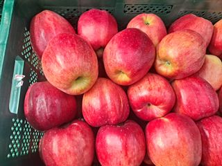 박군수님의 사과 · 품종•종자 작성글 사진