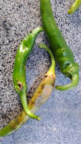 팜모닝 고추·병해충상담 게시글 이미지