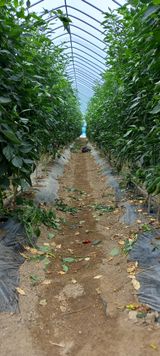 팜모닝 9월 내 작물 자랑하기·참여글 게시글 이미지