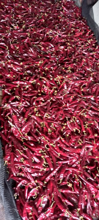 양배추11760님의 9월 내 작물 자랑하기 · 참여글 작성글 사진