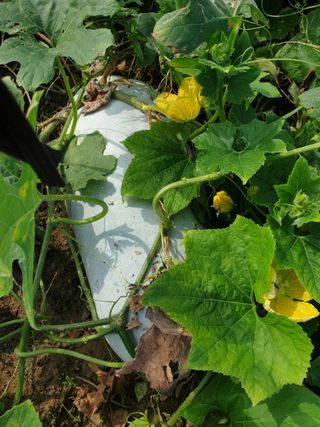 도시부부농부님의 기타작물 · 자유게시판 작성글 사진