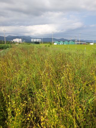 도시부부농부님의 기타작물 · 자유게시판 작성글 사진