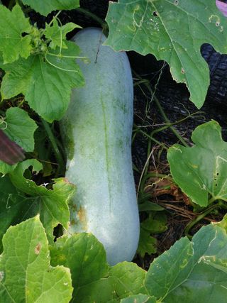 도시부부농부님의 9월 내 작물 자랑하기 · 참여글 작성글 사진