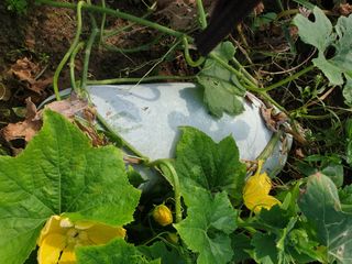 도시부부농부님의 9월 내 작물 자랑하기 · 참여글 작성글 사진