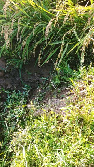 이복길님의 벼 · 영농일지 작성글 사진