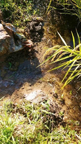 이복길님의 벼 · 영농일지 작성글 사진