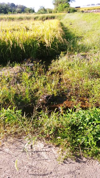 이복길님의 벼 · 영농일지 작성글 사진