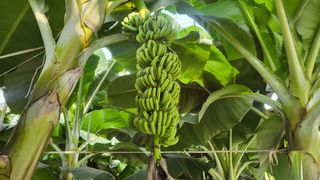 오영상님의 9월 내 작물 자랑하기 · 참여글 작성글 사진