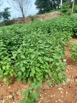 팜모닝 들깨·병해충상담 게시글 이미지