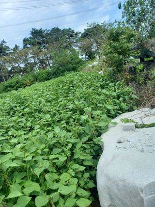 최봉수님의 들깨 · 병해충상담 작성글 사진