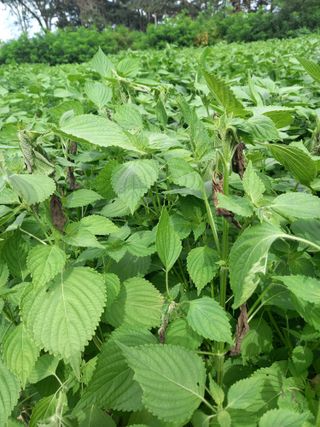 최봉수님의 들깨 · 병해충상담 작성글 사진