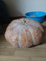 팜모닝 9월 내 작물 자랑하기·참여글 게시글 이미지