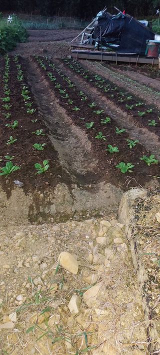 이형모님의 9월 내 작물 자랑하기 · 참여글 작성글 사진