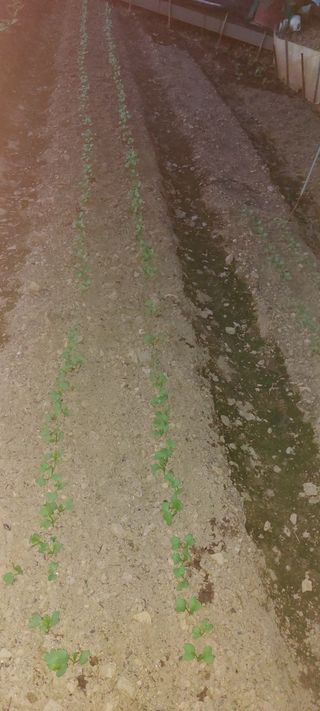 이형모님의 9월 내 작물 자랑하기 · 참여글 작성글 사진