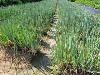 헐크님의 파 · 영농일지 작성글 사진