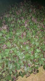 팜모닝 9월 내 작물 자랑하기·참여글 게시글 이미지