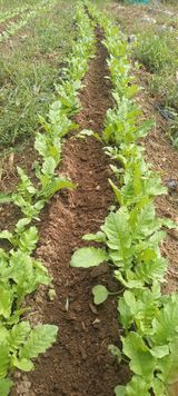 팜모닝 자유주제·자유게시판 게시글 이미지