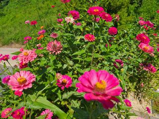 이현옥님의 9월 내 작물 자랑하기 · 참여글 작성글 사진