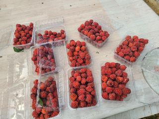 이현옥님의 9월 내 작물 자랑하기 · 참여글 작성글 사진