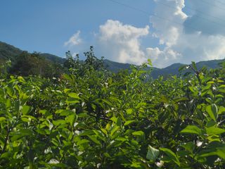 이현옥님의 9월 내 작물 자랑하기 · 참여글 작성글 사진