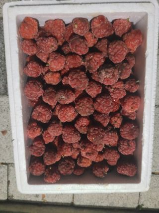 이현옥님의 9월 내 작물 자랑하기 · 참여글 작성글 사진