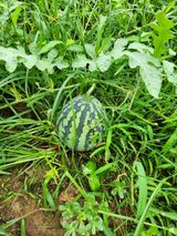 팜모닝 9월 내 작물 자랑하기·참여글 게시글 이미지