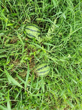 웅천봄이농원님의 9월 내 작물 자랑하기 · 참여글 작성글 사진