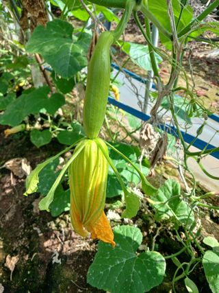 879412님의 9월 내 작물 자랑하기 · 참여글 작성글 사진