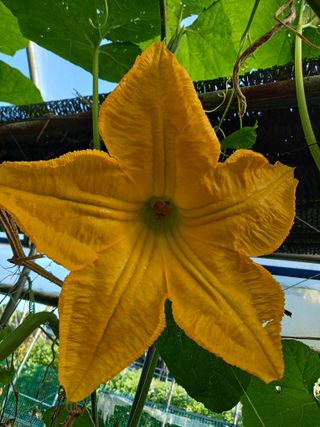 879412님의 9월 내 작물 자랑하기 · 참여글 작성글 사진